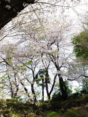 正覚寺のさくら
