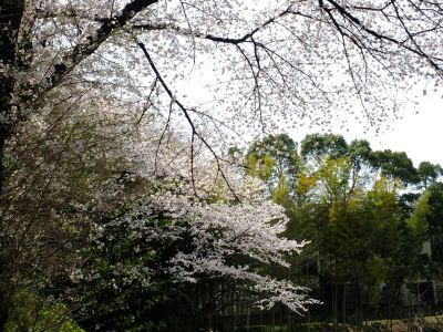正覚寺のさくら
