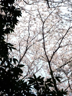 正覚寺のさくら
