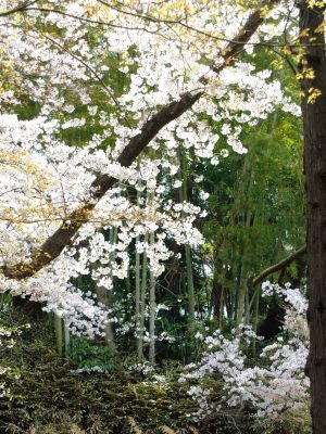 正覚寺のさくら
