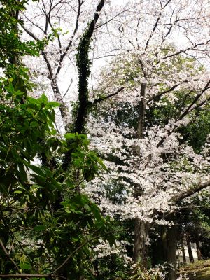 正覚寺のさくら
