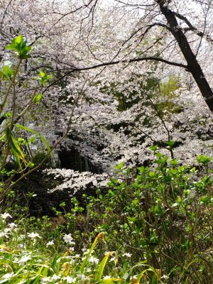 正覚寺のさくら
