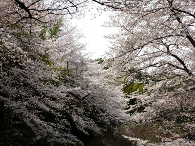 正覚寺のさくら
