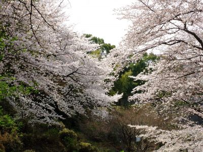 正覚寺のさくら

