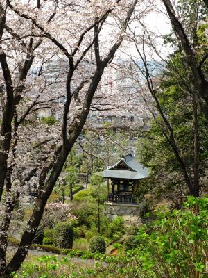 正覚寺のさくら
