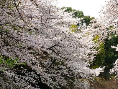 正覚寺のさくら
