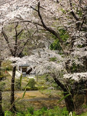 正覚寺のさくら
