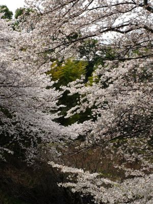 正覚寺のさくら
