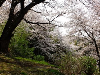正覚寺のさくら
