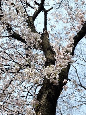 正覚寺のさくら
