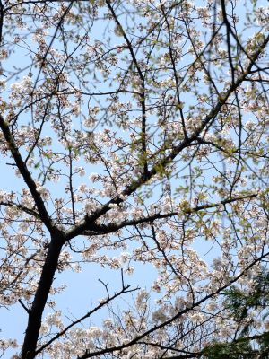 正覚寺のさくら
