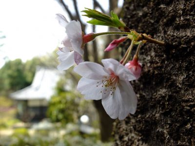 正覚寺のさくら
