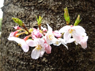 正覚寺のさくら
