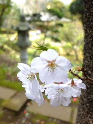 正覚寺のさくら
