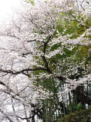 正覚寺のさくら
