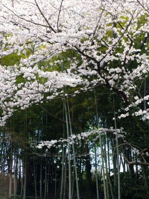 正覚寺のさくら
