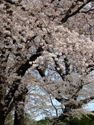 正覚寺のさくら

