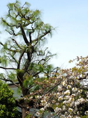 正覚寺のさくら
