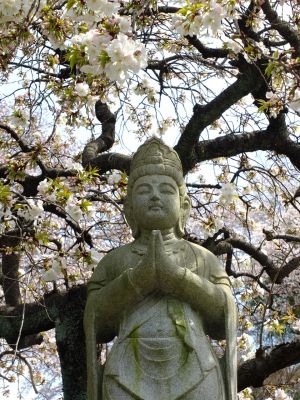 正覚寺のさくら
