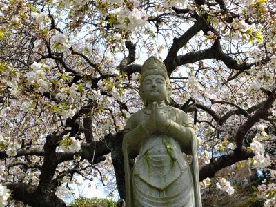 正覚寺のさくら
