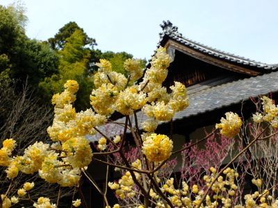 正覚寺のミツマタ
