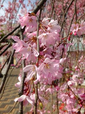 荏田近隣センターの枝垂れ桜
