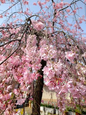 荏田近隣センターの枝垂れ桜
