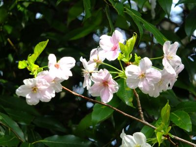 けやきが丘のさくら
