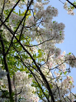 けやきが丘のさくら
