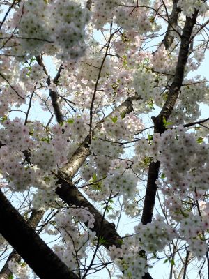 けやきが丘のさくら
