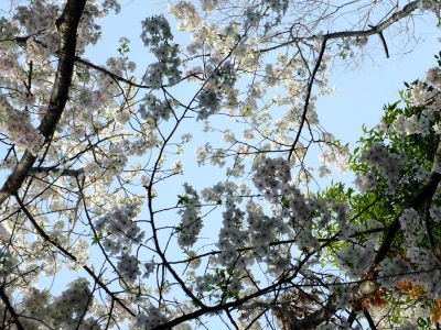 けやきが丘のさくら
