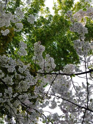 けやきが丘のさくら
