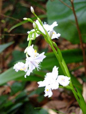 けやきが丘のしゃが
