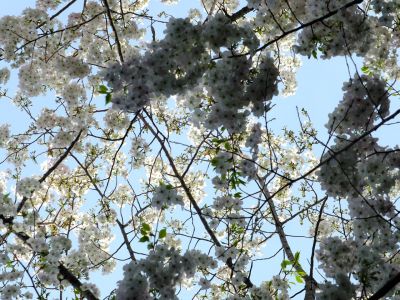 けやきが丘のさくら
