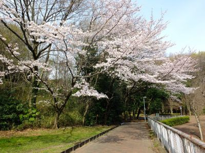 鴨池公園の染井吉野
