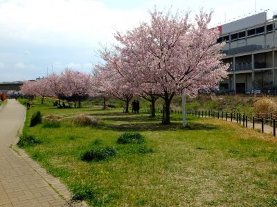 早渕川親水広場の神代曙

