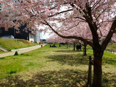 早渕川親水広場の神代曙
