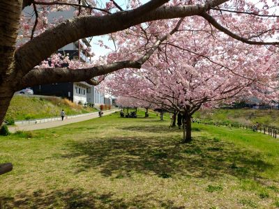 早渕川親水広場の神代曙
