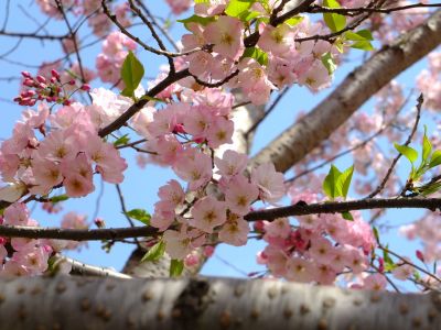早渕川親水広場の神代曙
