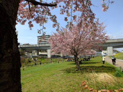 早渕川親水広場の神代曙
