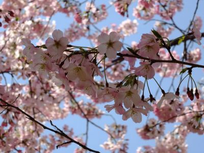 早渕川親水広場の神代曙
