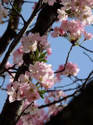 早渕川親水広場の神代曙
