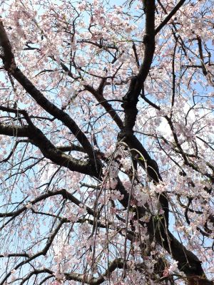 早渕川岸の枝垂れ桜
