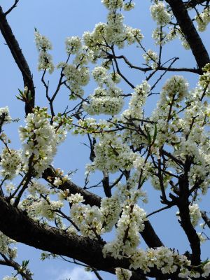 早渕川岸の枝垂れ桜
