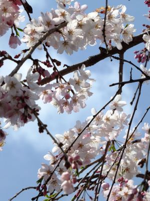 早渕川岸の枝垂れ桜
