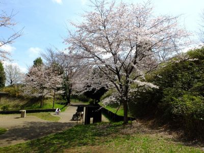 茅ヶ崎城址公園の染井吉野
