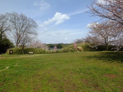 茅ヶ崎城址公園の染井吉野
