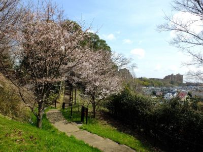 茅ヶ崎城址公園の染井吉野
