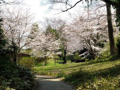 茅ヶ崎城址公園の染井吉野

