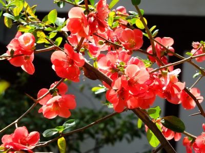心行寺の木瓜の花
